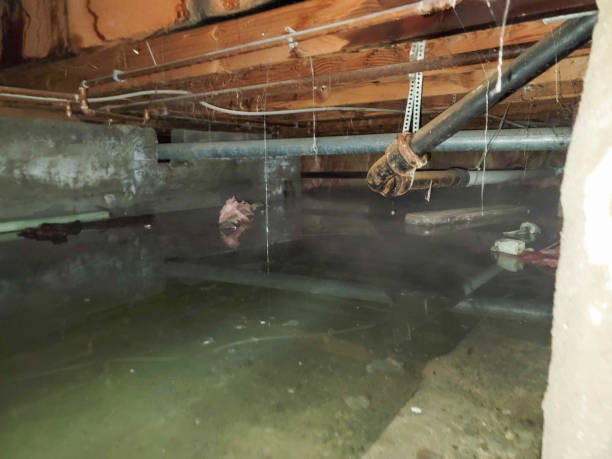 Best Basement water damage restoration  in Le Claire, IA
